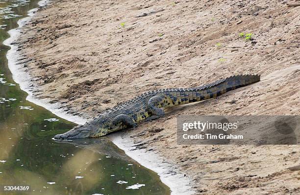 Crocodile, Serengeti, Tanzania, East Africa.