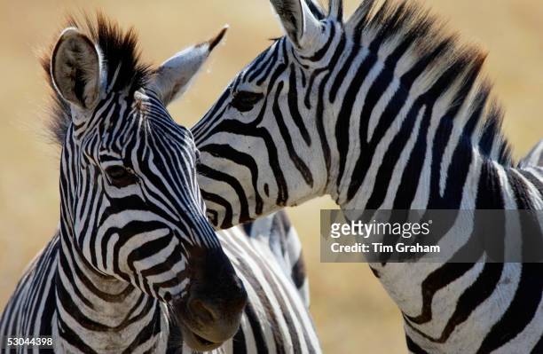 Common Plains Zebra , Ngorongoro Crater, Tanzania.