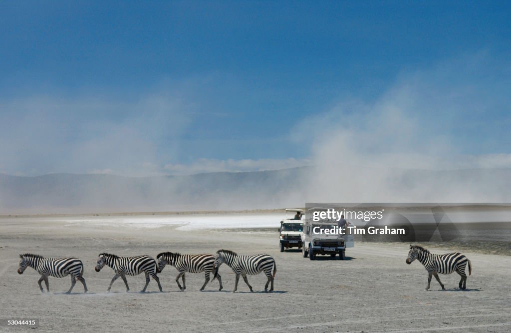 Zebra, Ngorongoro, Tanzania