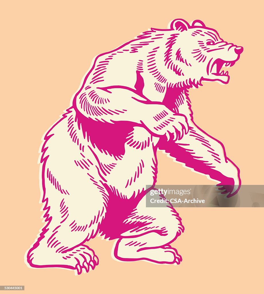 Bear on Back Feet