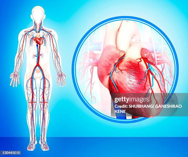 human heart anatomy, computer artwork. - human artery foto e immagini stock