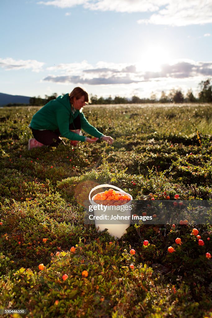 Woman picking cloudberries