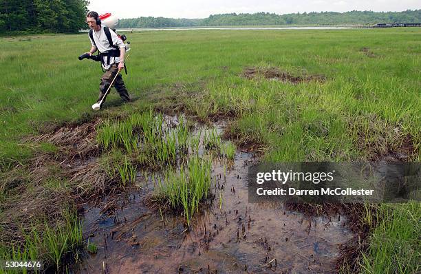 Dragon Mosquito Control employee Devin Hanington sprays a swamp to help curb the mosquito population June 9, 2005 in Stratham, New Hampshire. As the...