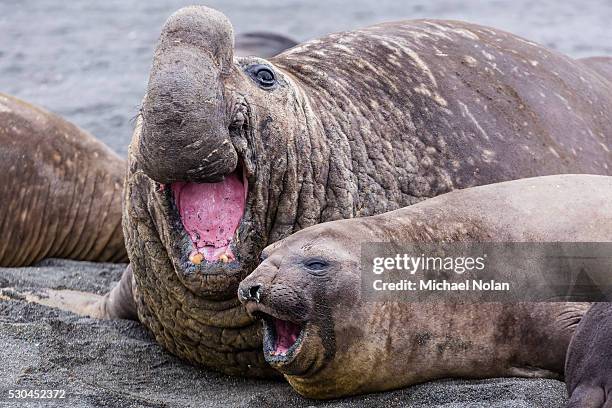 southern elephant seal (mirounga leonina) bull holding female down for mating, right whale bay, south georgia, uk overseas protectorate, polar regions - southern elephant seal stock pictures, royalty-free photos & images