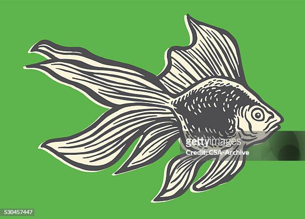 ilustrações de stock, clip art, desenhos animados e ícones de beta peixes - peixe dourado