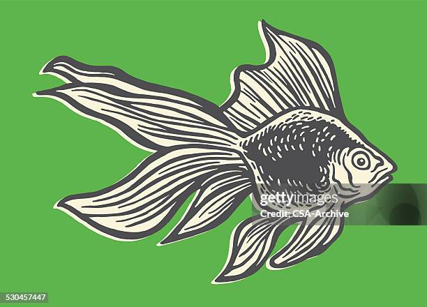 beta fish - goldfish stock illustrations