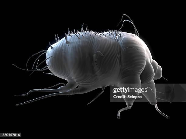 scabies mite, artwork - acaro foto e immagini stock