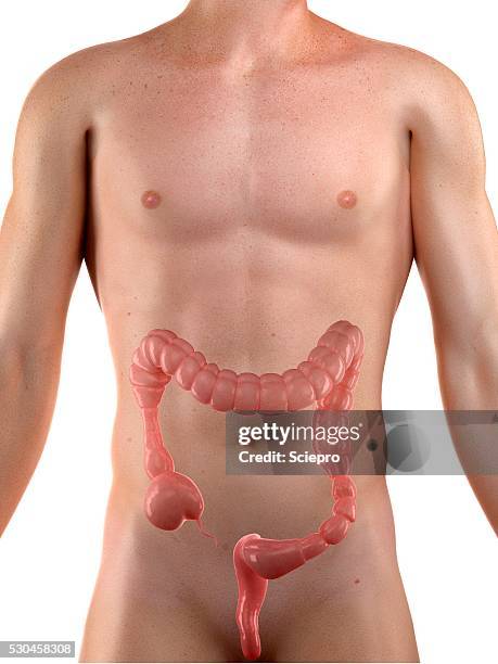Colonic Web Colonic Photos and Premium High Res Pictures - Getty Images