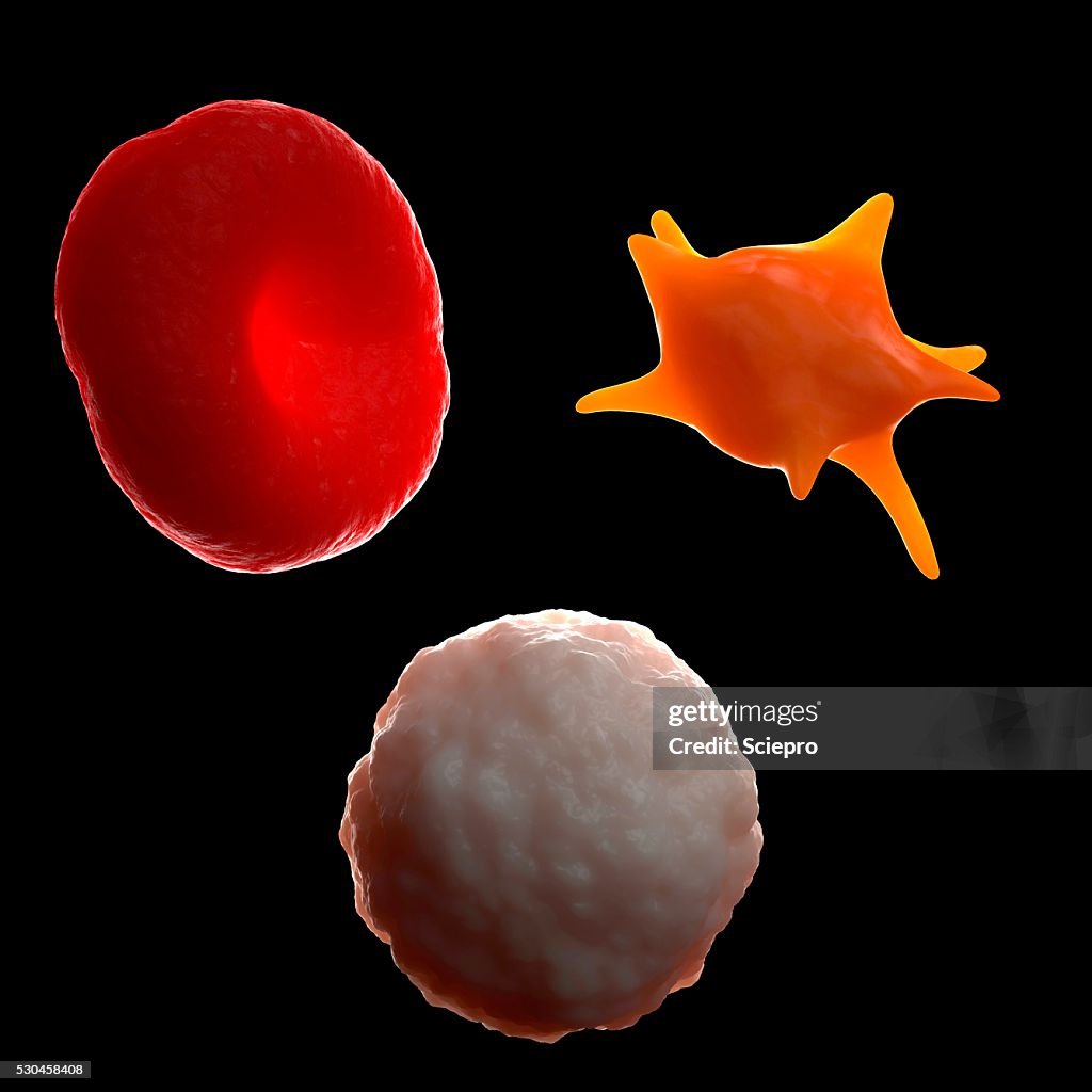 Blood Cell Photo Portrait Blood Cells Artwork High-Res Stock Photo - Getty Images