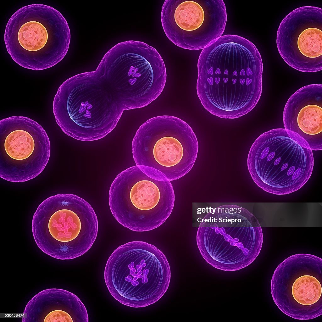 Mitosis, artwork