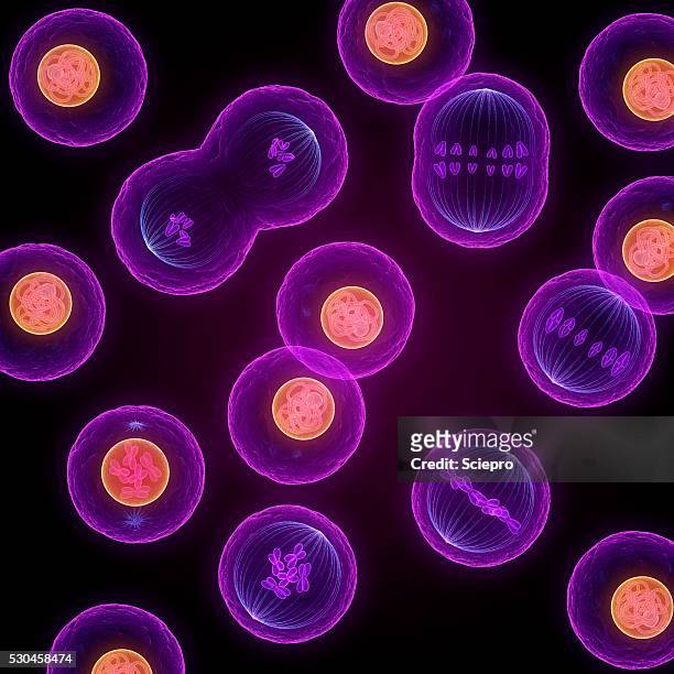 mitosis, artwork - prophase stock pictures, royalty-free photos & images