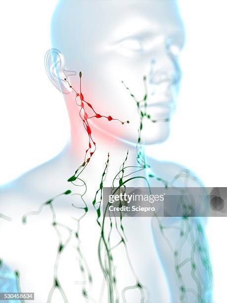 swollen lymph nodes, artwork - lymph node stock pictures, royalty-free photos & images