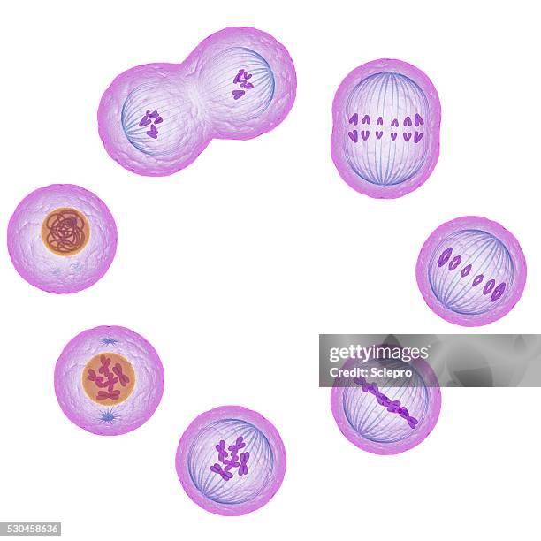 mitosis, artwork - prophase stock pictures, royalty-free photos & images