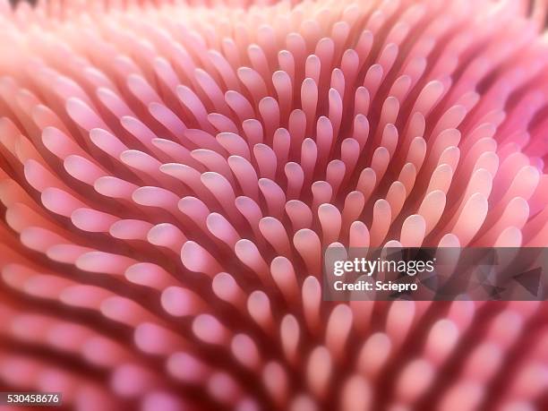 Intestinal Lining Riges 124 Intestinal Lining Stock Photos, High-Res Pictures, and Images ...