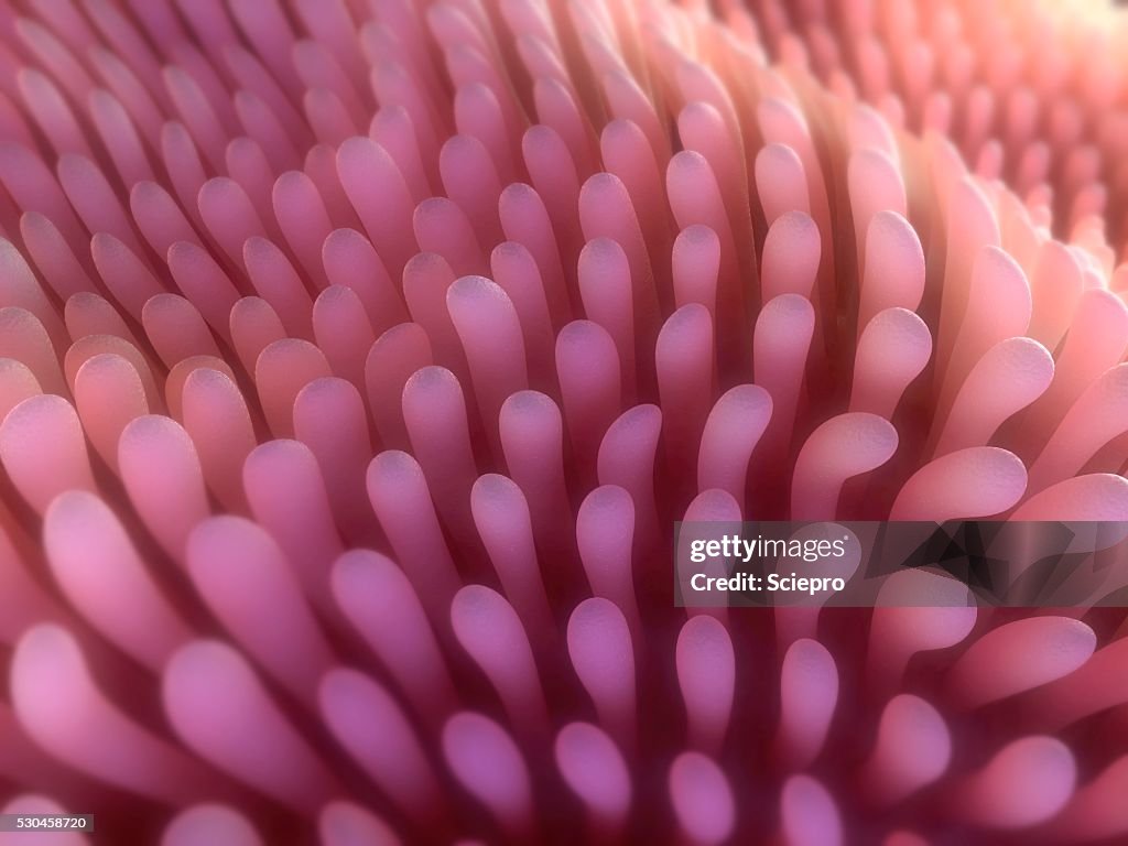 Intestinal villi, artwork