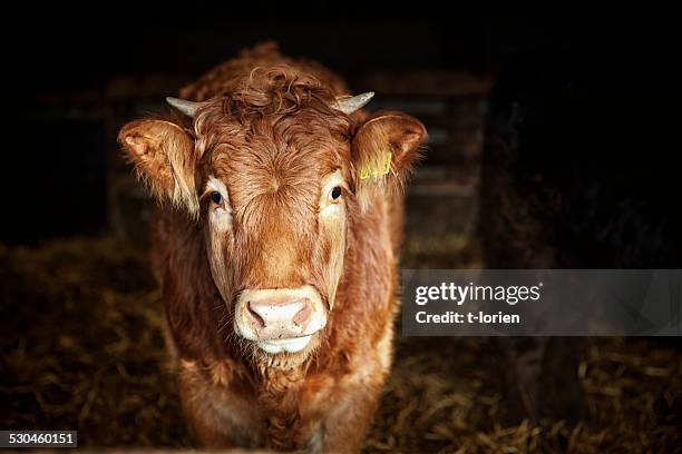 portrait of young cow - livestock stock pictures, royalty-free photos & images