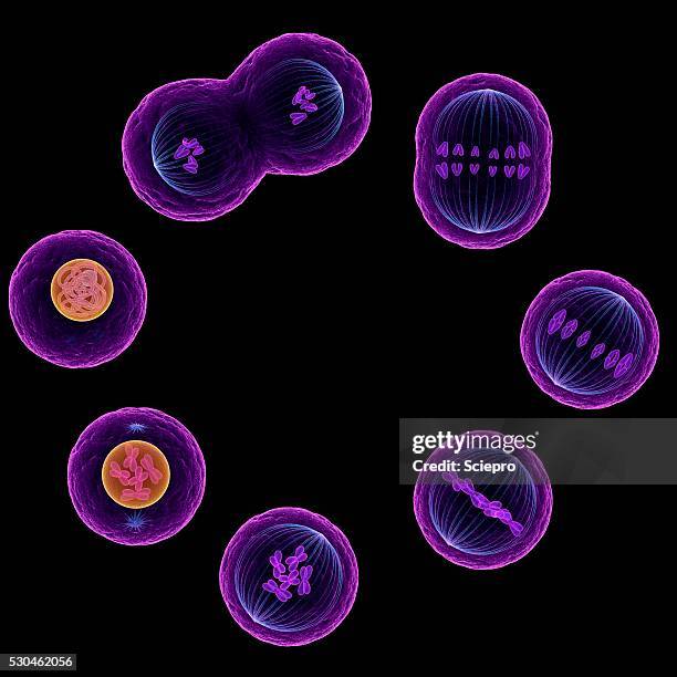 mitosis, artwork - anaphase stock pictures, royalty-free photos & images