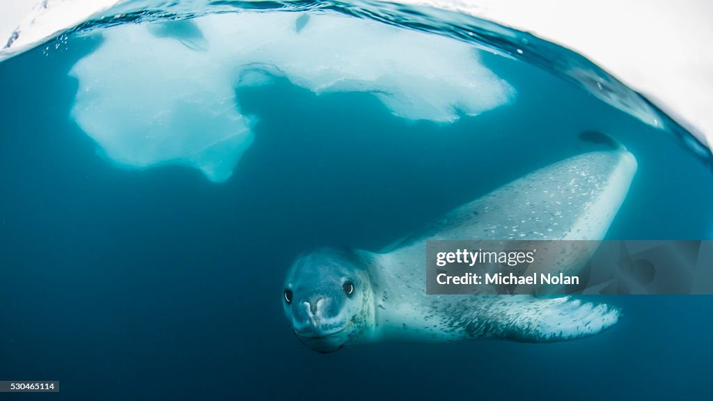 Adult leopard seal (Hydrurga leptonyx) inspecting the camera above and below water at Damoy Point, Antarctica, Polar Regions