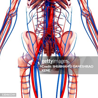 Human cardiovascular system, computer artwork. Human cardiovascular system, computer artwork.