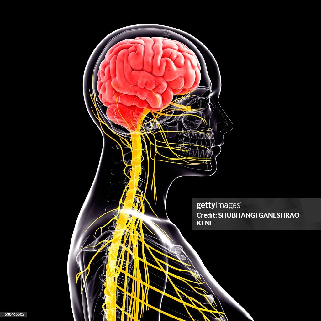 Female nervous system, computer artwork.