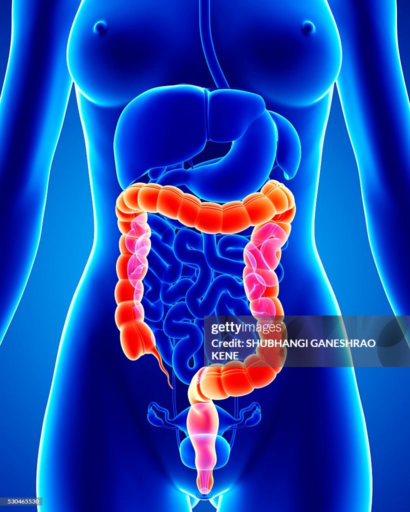 Female anatomy, computer artwork.
