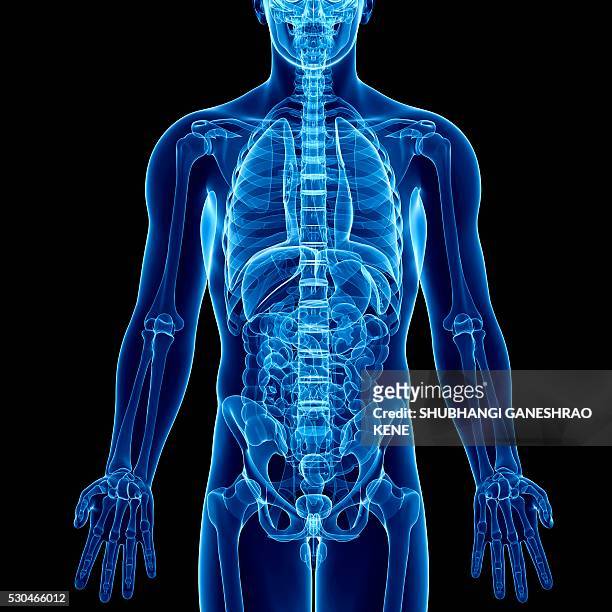 male anatomy, computer artwork. - human skeletal system stock illustrations
