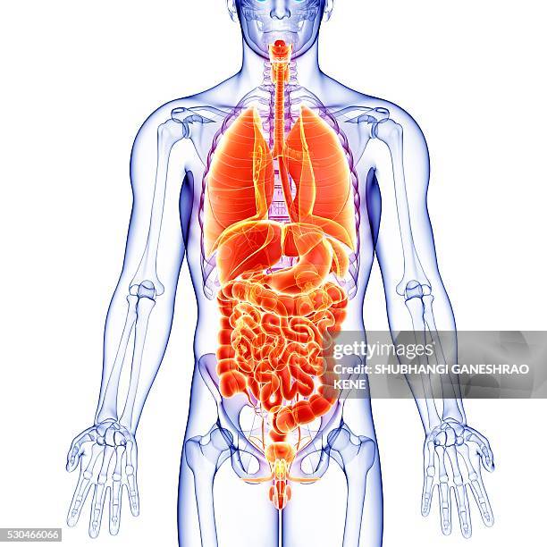 Human Torso Anatomy Photos and Premium High Res Pictures Biology Diagrams