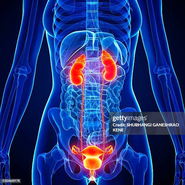 Bladder Anatomy Stock-Fotos und Bilder - Getty Images