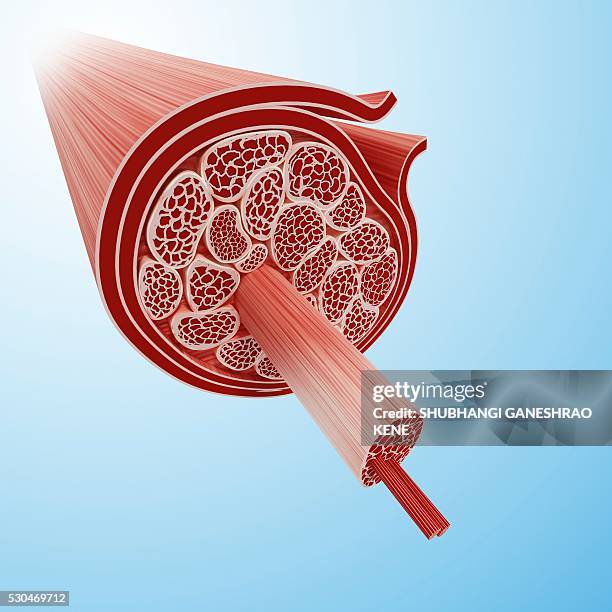 human muscular structure, computer artwork. - epimysium stock pictures, royalty-free photos & images