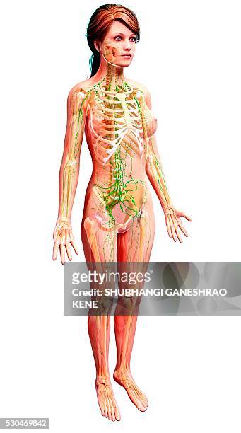 female lymphatic system, computer artwork. - weibliche figur stock-fotos und bilder