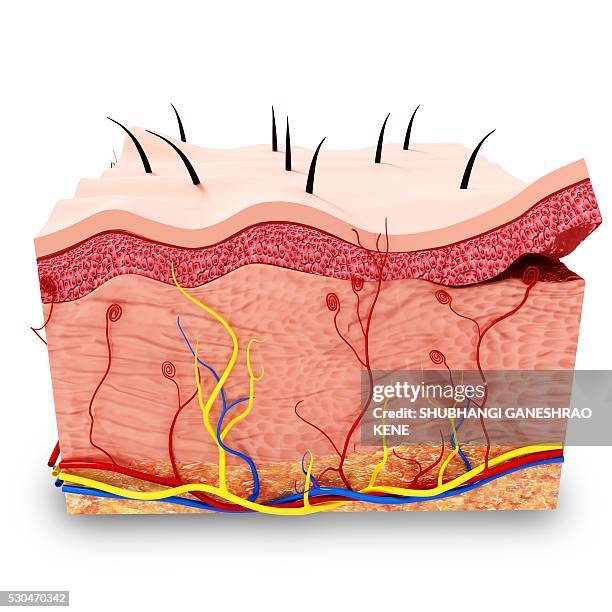 human skin anatomy, computer artwork. - human skin cross section stock pictures, royalty-free photos & images