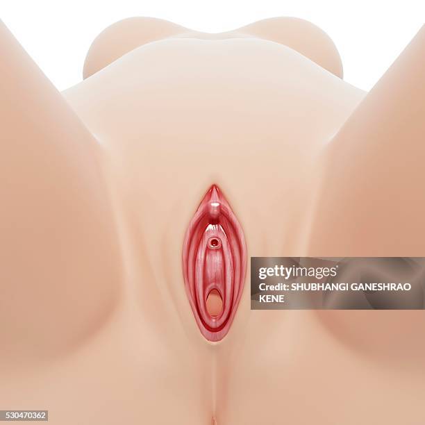 female genitals, computer artwork. - reproductive organ stock pictures, royalty-free photos & images