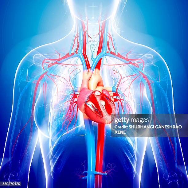 female cardiovascular system, computer artwork. - carotid artery stock pictures, royalty-free photos & images