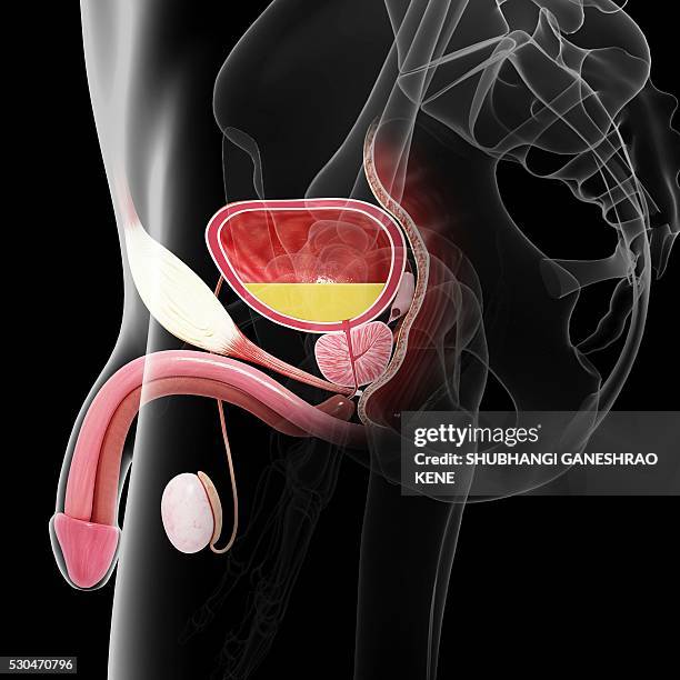 male reproductive system, computer artwork. - male reproductive anatomy stock pictures, royalty-free photos & images