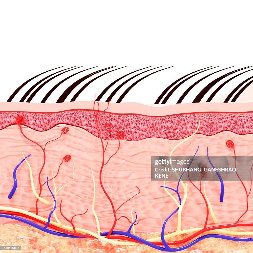 Human skin anatomy, computer artwork.