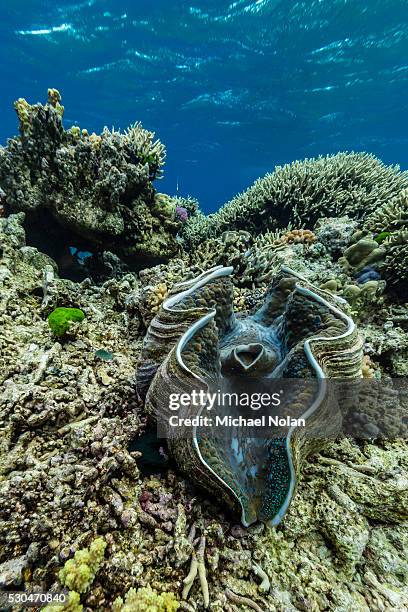 underwater view of giant clam (tridacna spp), pixies bommie, great barrier reef, queensland, australia, pacific - giant clam stock pictures, royalty-free photos & images