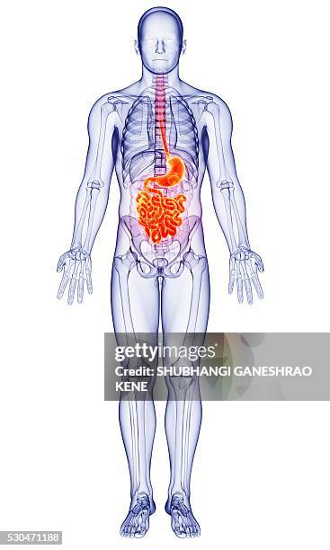 male anatomy, computer artwork. - human small intestine stock pictures, royalty-free photos & images
