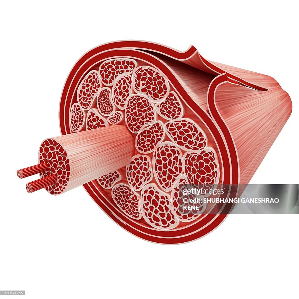 Human muscular structure, computer artwork.