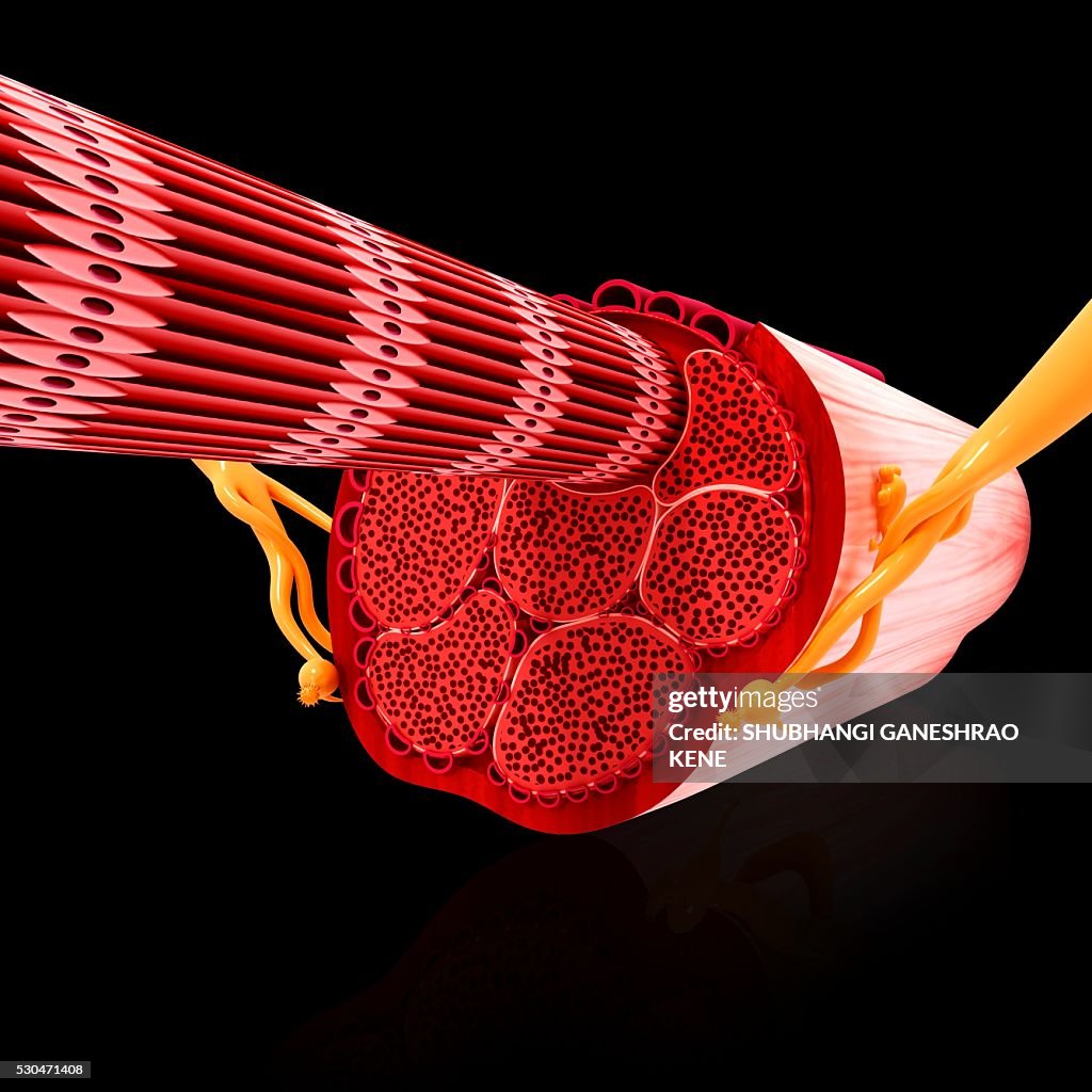 Human muscular structure, computer artwork.