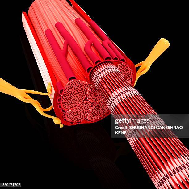 human muscular structure, computer artwork. - epimysium stock pictures, royalty-free photos & images