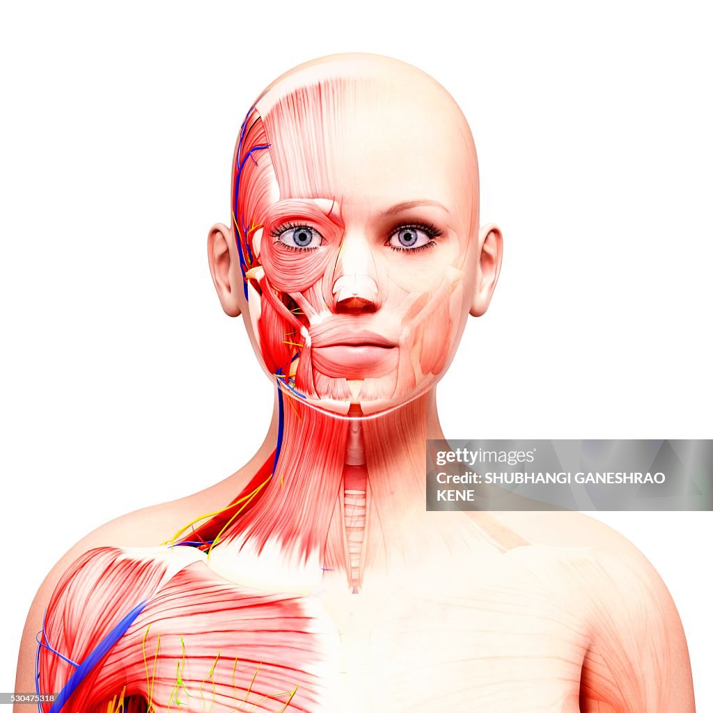 Female anatomy, computer artwork.