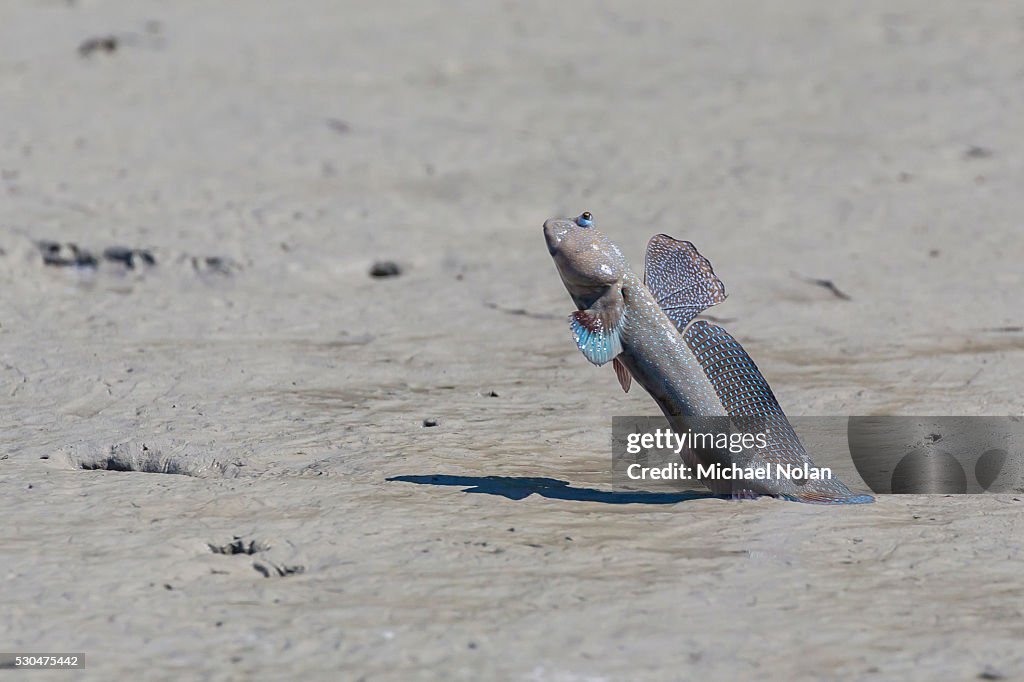 An adult male mudskipper, subfamily Oxudercinae, displaying to other males on the Hunter River, Kimberley, Western Australia, Australia, Pacific