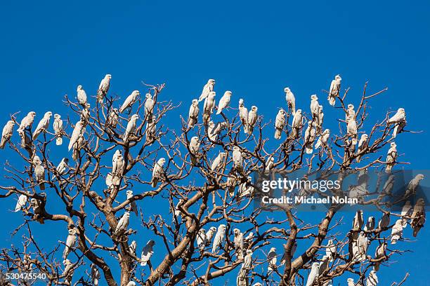 adult little corellas (cacatua sanguinea) in boab tree in wyndham, kimberley, western australia, australia, pacific - cacatua bird stock pictures, royalty-free photos & images