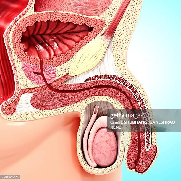 enlarged prostate, computer artwork. - prostate gland stock pictures, royalty-free photos & images