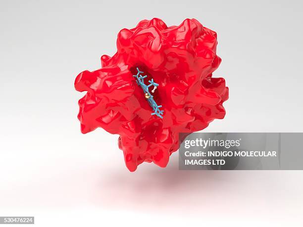 haemoglobin molecule. computer artwork showing the tertiary structure of a haemoglobin monomer subunit, with its active site at centre. haemoglobin is a metalloprotein that transports oxygen around the body in red blood cells. - hemoglobin stock illustrations