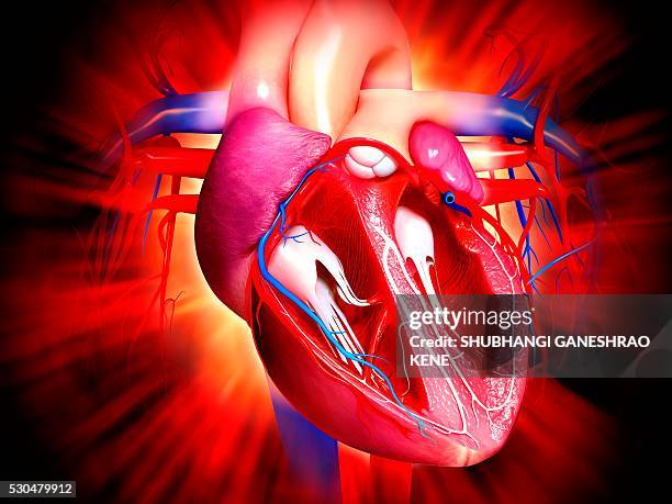 human heart, computer artwork. - heart ventricle stock pictures, royalty-free photos & images