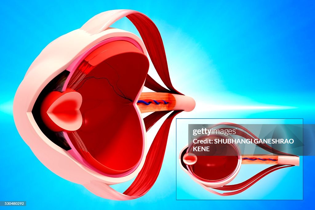 Human eye anatomy, computer artwork.