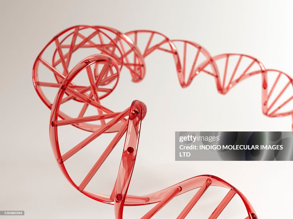 DNA molecule. Computer artwork showing a double stranded DNA (deoxyribonucleic acid) molecule. DNA is composed of two strands twisted into a double helix. Each strand consists of a sugar-phosphate backbone attached to nucleotide bases.