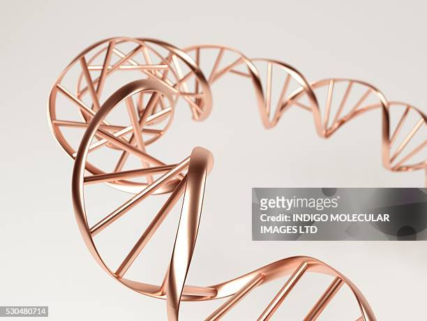 dna molecule. computer artwork showing a double stranded dna (deoxyribonucleic acid) molecule. dna is composed of two strands twisted into a double helix. each strand consists of a sugar-phosphate backbone (gold strip) attached to nucleotide bases. - base sports equipment stockfoto's en -beelden