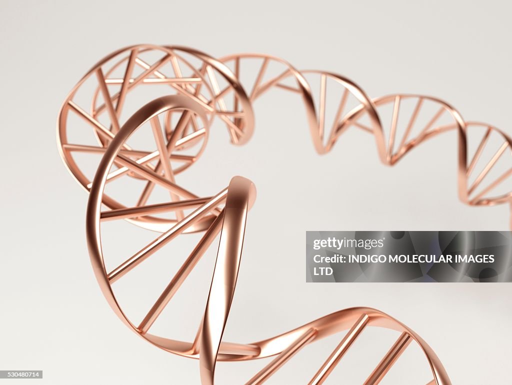DNA molecule. Computer artwork showing a double stranded DNA (deoxyribonucleic acid) molecule. DNA is composed of two strands twisted into a double helix. Each strand consists of a sugar-phosphate backbone (gold strip) attached to nucleotide bases.